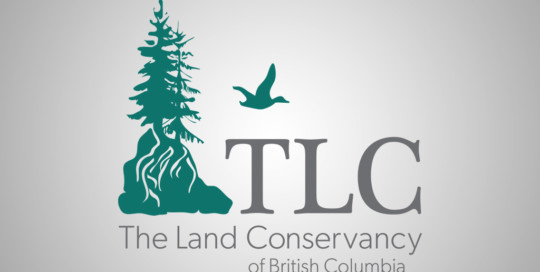 TLC Logo and branding design